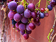 ブドウ成分でアミロイド減少