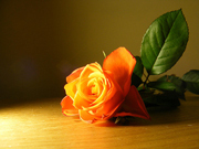 不況で揺さぶられっ子が増加