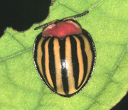 虫が知らせる薬効成分