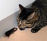 高血圧はウイルスが原因？