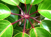 吸引した脂肪を幹細胞に